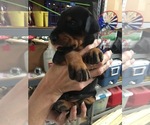 Small Photo #9 Doberman Pinscher Puppy For Sale in CORONA, CA, USA