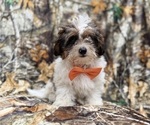 Small ShihPoo