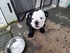 Small Photo #3 English Bulldog Puppy For Sale in BELVEDERE, GA, USA