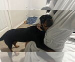 Small #2 Rottweiler