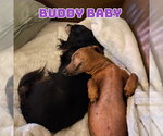 Small #8 Dachshund Mix