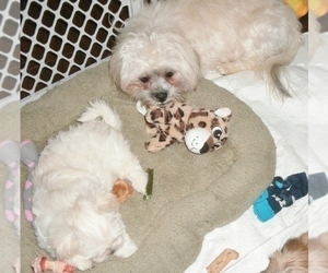 Mother of the ShihPoo puppies born on 01/04/2023