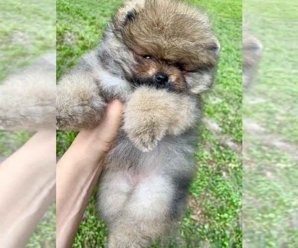 Medium Photo #2 Pomeranian Puppy For Sale in OCOEE, FL, USA