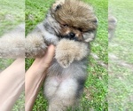 Small Photo #2 Pomeranian Puppy For Sale in OCOEE, FL, USA