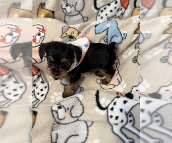 Medium Photo #2 Yorkshire Terrier Puppy For Sale in ORLANDO, FL, USA
