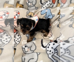 Medium Yorkshire Terrier