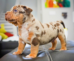 Puppy 1 American Bully