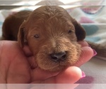 Small Photo #3 Goldendoodle-Poodle (Standard) Mix Puppy For Sale in FREDERICKTOWN, MO, USA