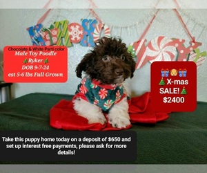 Poodle (Toy) Puppy for sale in TUCSON, AZ, USA