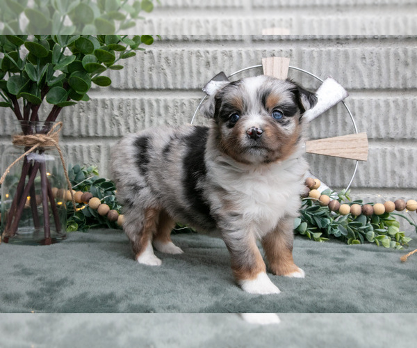 Medium Photo #18 Miniature Australian Shepherd Puppy For Sale in BALTIC, OH, USA