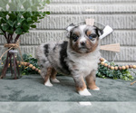 Small Photo #18 Miniature Australian Shepherd Puppy For Sale in BALTIC, OH, USA