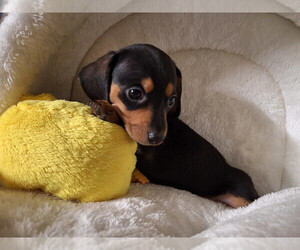 Dachshund Puppy for sale in BRISTOL, TN, USA