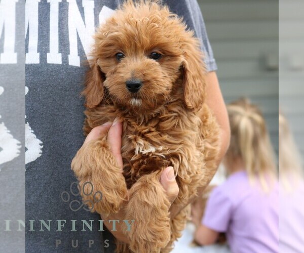 Medium Photo #2 Goldendoodle (Miniature) Puppy For Sale in NARVON, PA, USA