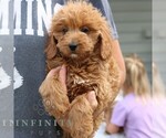 Small #1 Goldendoodle (Miniature)