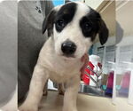 Small #2 Mutt