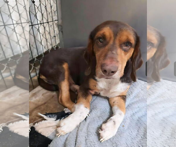 Medium Photo #8 Beagle Puppy For Sale in Dunnellon, FL, USA