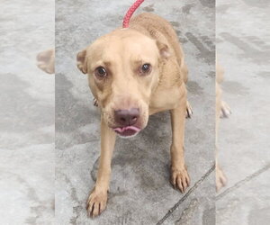 American Pit Bull Terrier-Unknown Mix Dogs for adoption in Wetumpka, AL, USA