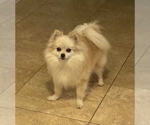 Mother of the Pomeranian puppies born on 03/10/2025