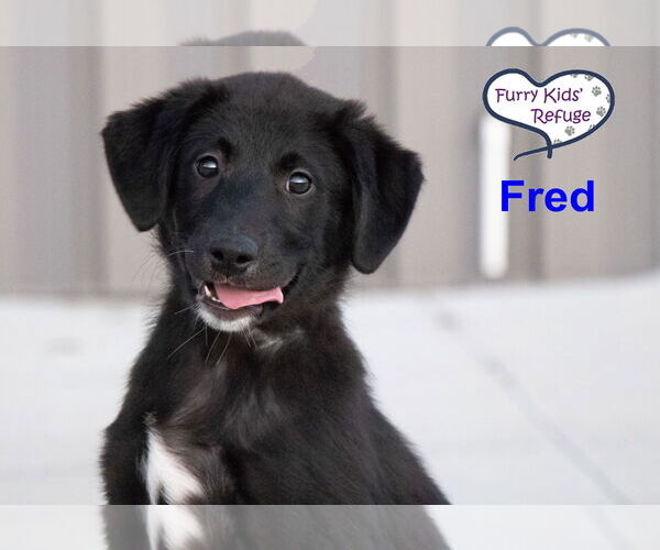 Medium Photo #1 Labrenees Puppy For Sale in Lee's Summit, MO, USA