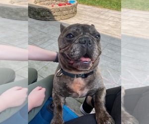 French Bulldog Puppy for sale in BLACKSBURG, VA, USA