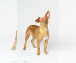 Small #2 Chihuahua Mix