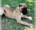 Small Photo #9 Presa Canario Puppy For Sale in MESA, AZ, USA