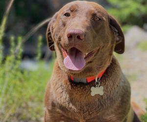Mother of the Labrador Retriever puppies born on 12/14/2025