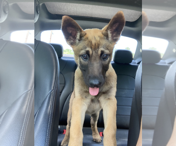 Medium Photo #11 Belgian Malinois Puppy For Sale in FAIRPLAY, MD, USA