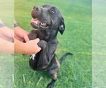 Small Mastador