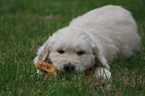 Small Photo #2 English Cream Golden Retriever Puppy For Sale in RUTLAND, OH, USA