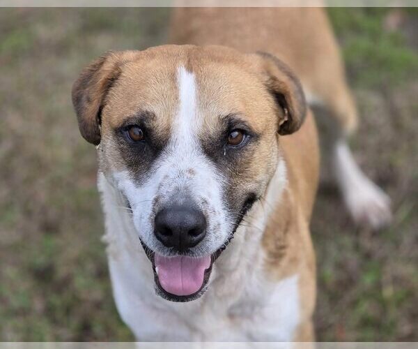 Medium Photo #5 Mutt Puppy For Sale in Anniston, AL, USA