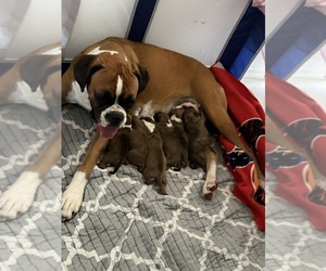 Boxer Litter for sale in KISSIMMEE, FL, USA