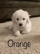 Small #71 Goldendoodle