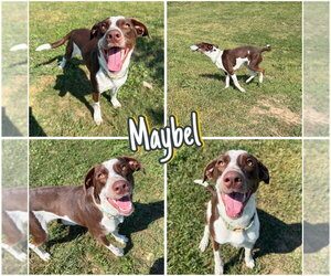 Pointer-Unknown Mix Dogs for adoption in Pierceton , IN, USA
