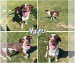 Maybel - Female Pointer-Unknown Mix Dog for Adoption - Small photo