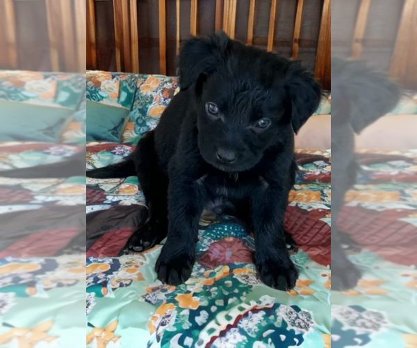Medium Photo #1 Sheprador Puppy For Sale in Phoenix, AZ, USA