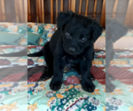 Small Sheprador