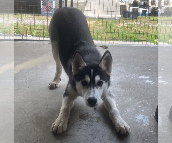 Medium Photo #1 Siberian Husky-Unknown Mix Puppy For Sale in Yardley, PA, USA