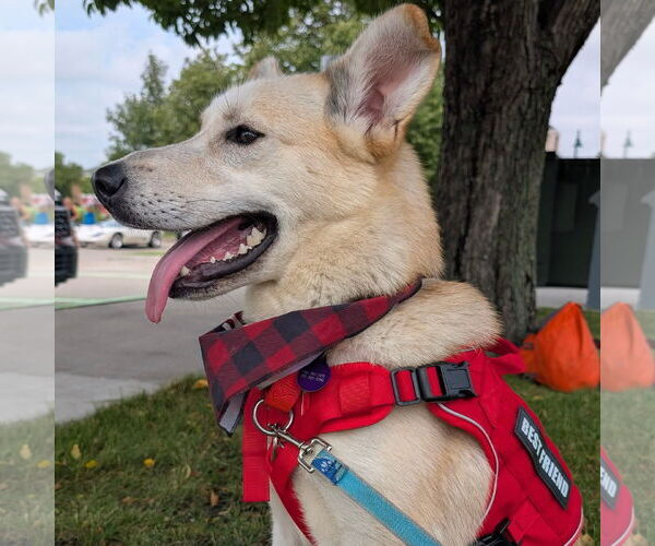 Medium Photo #8 Huskies -Unknown Mix Puppy For Sale in Fargo, ND, USA