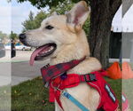 Small Photo #8 Huskies -Unknown Mix Puppy For Sale in Fargo, ND, USA