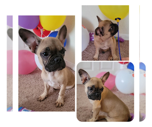 French Bulldog Puppy for sale in TAMPA, FL, USA
