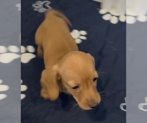 Medium Photo #1 Dachshund Puppy For Sale in CHARLOTTESVILLE, VA, USA