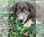 Small Photo #6 Australian Shepherd Puppy For Sale in MORROW, OH, USA