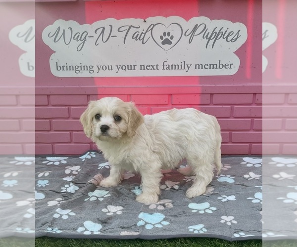 Medium Photo #2 Cavachon Puppy For Sale in MOUNT PLEASANT, MI, USA