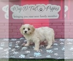 Acorn - Male Cavachon Puppy for Sale - Photo #2