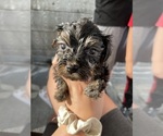 Small Photo #3 Yorkie Pin-YorkiePoo Mix Puppy For Sale in CINCINNATI, OH, USA