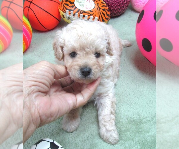 Medium Photo #6 Cavapoo Puppy For Sale in RATTAN, OK, USA