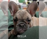 Small Photo #5 French Bulldog Puppy For Sale in MCKINLEYVILLE, CA, USA