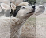 Small #5 Siberian Husky