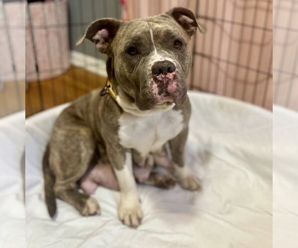 Medium Photo #4 Bulldog-Unknown Mix Puppy For Sale in Brooklyn Center, MN, USA